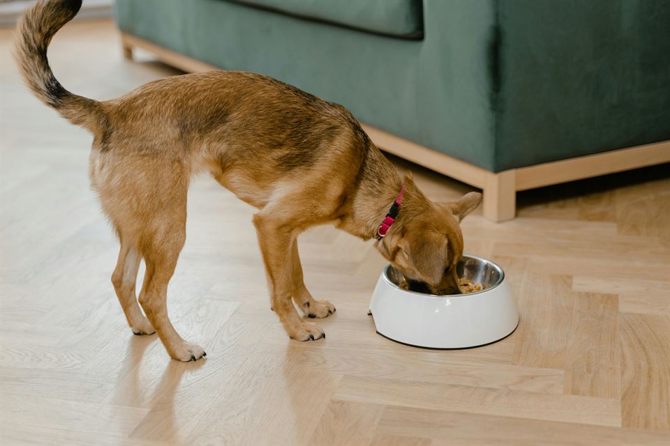 perro-comiendo-kit-mascotas-alquiler-vacacional