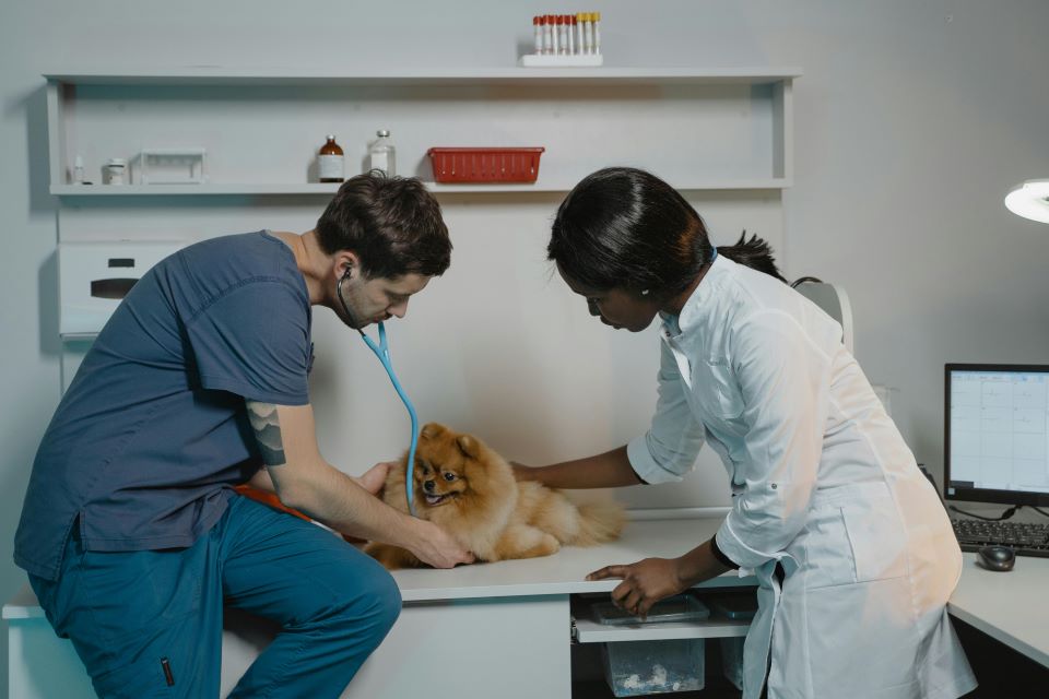 veterinario-asiste-perro