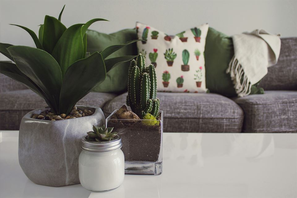 cactus-en-macetas-encima-mesa-salon