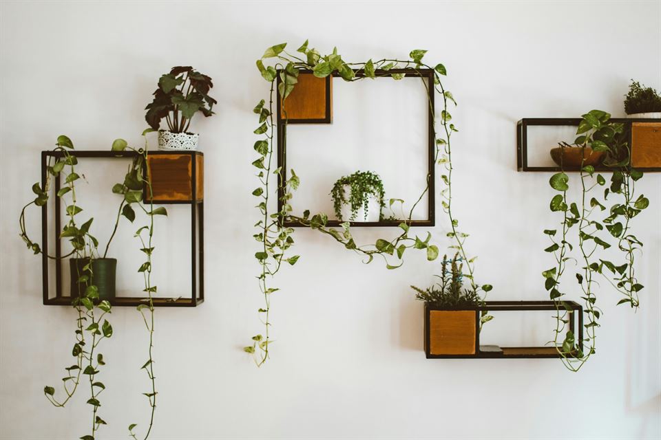 composicion-de-plantas-en-estantería-cuadrada-de-pared