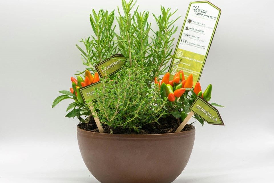 maceta-con-varias-plantas-aromaticas