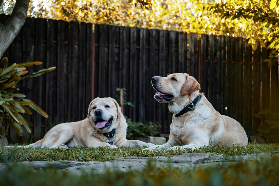 dos-perros-tumbados-jardin