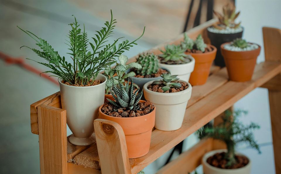 macetas-con-plantas