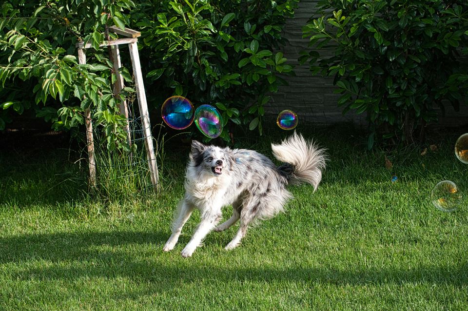 perro-juega-jardin-convertir-tu-casa-rural-en-pet-friendly