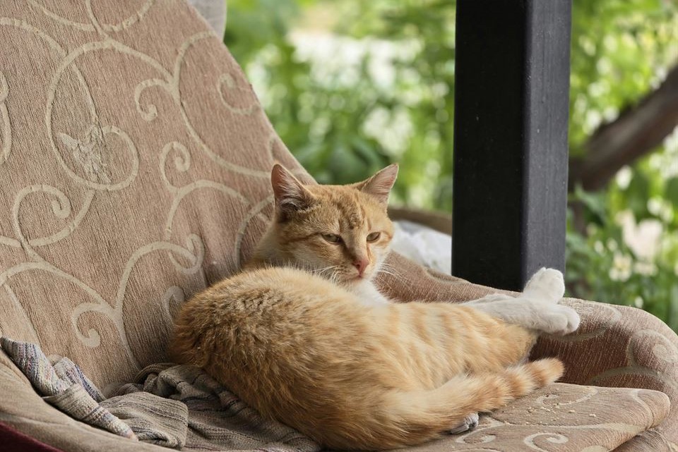gato-sentado