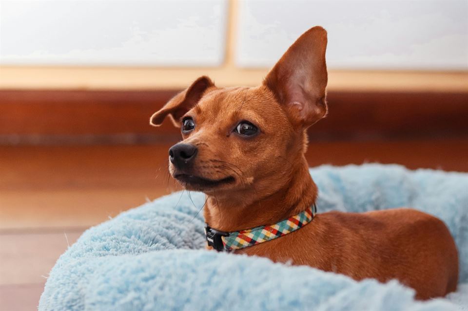 perro-en-su-cama-en-un-alojamiento-ventajas-de-tener-una-casa-rural-pet-friendly